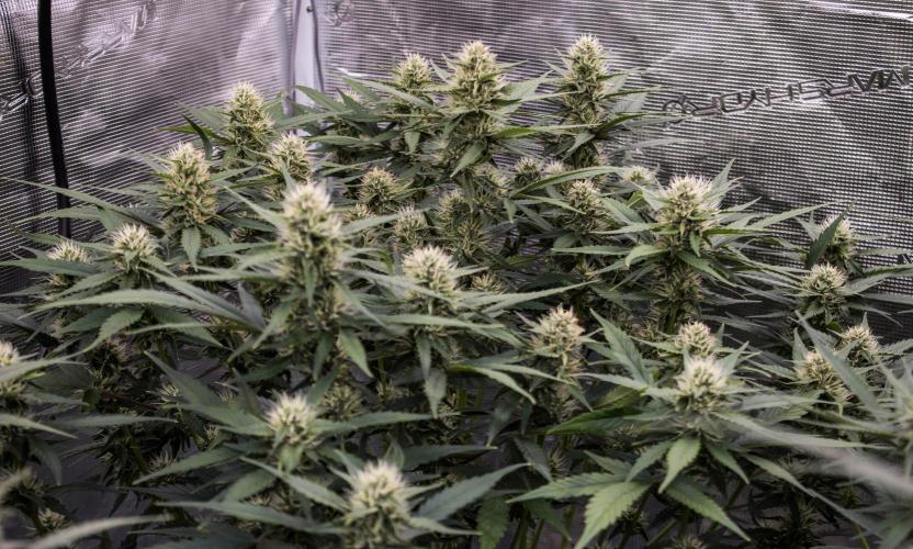 Papaya Cookies from Fastbuds. Week 7