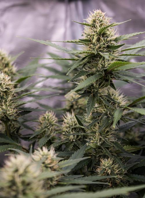 Papaya Cookies from Fastbuds. Week 7