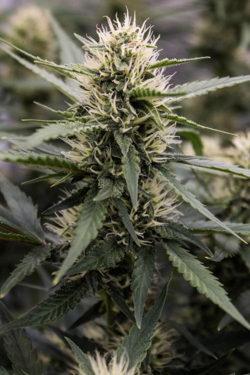 Papaya Cookies from Fastbuds. Week 7