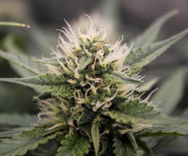 Papaya Cookies from Fastbuds. Week 7