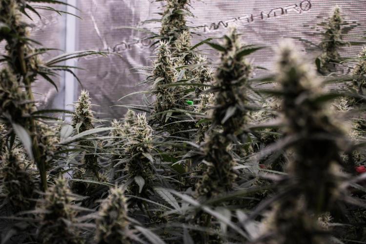 Dark Devil Auto. Week 9