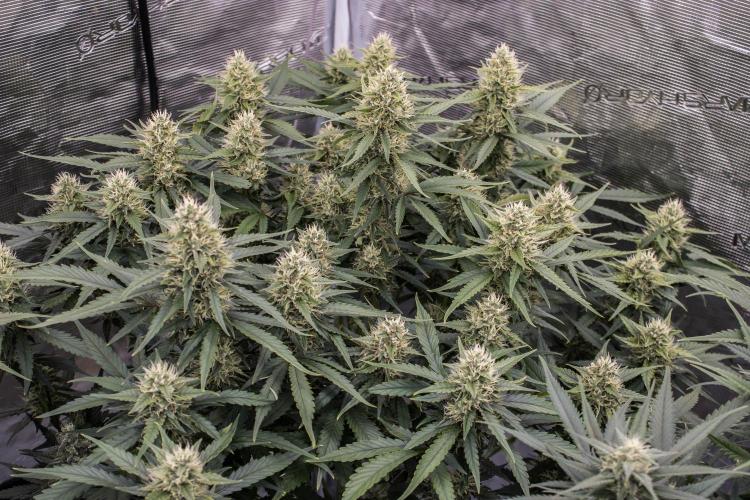 Papaya Cookies from Fastbuds. Week 8