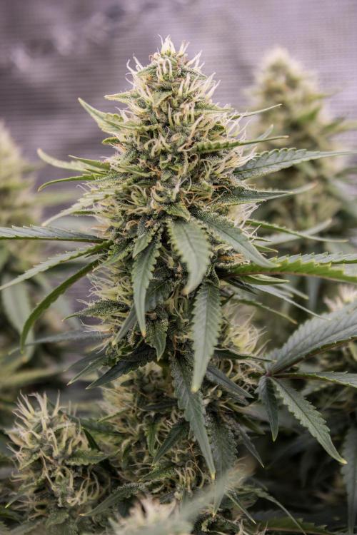 Papaya Cookies from Fastbuds. Week 8