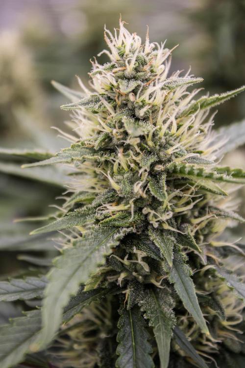 Papaya Cookies from Fastbuds. Week 8