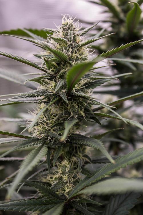 Strawberry Gorilla from Fastbuds. Week 8