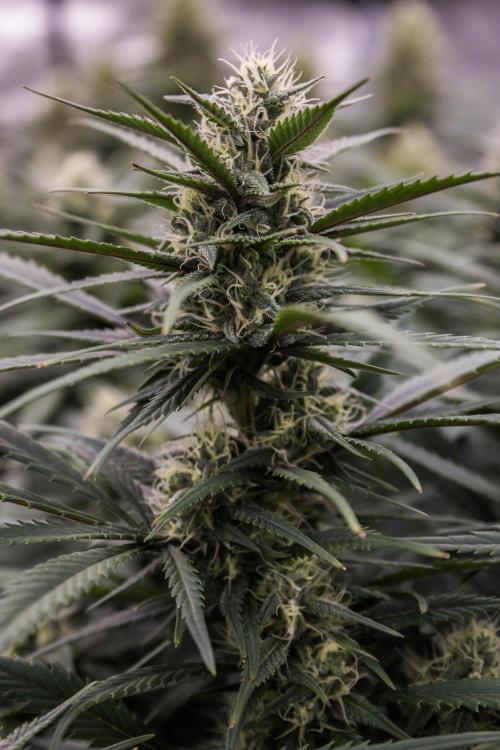 Strawberry Gorilla from Fastbuds. Week 8