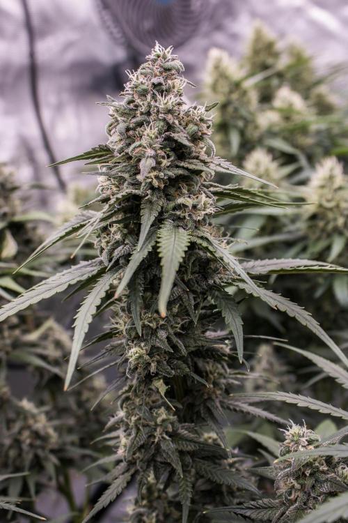 🥊 Banana Purple Punch Auto (Fastbuds). Week 9