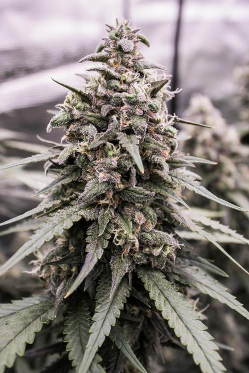 🥊 Banana Purple Punch Auto (Fastbuds). Week 9