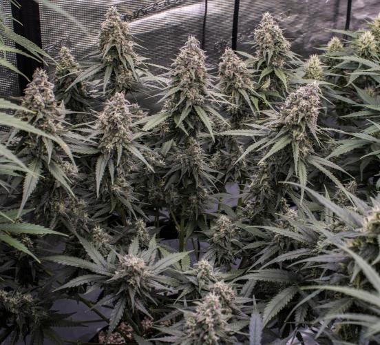 🥊 Banana Purple Punch Auto (Fastbuds). Week 9