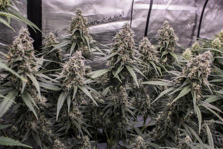 🥊 Banana Purple Punch Auto (Fastbuds). Week 9