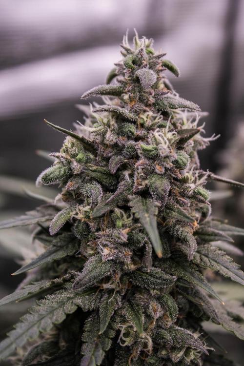 🥊 Banana Purple Punch Auto (Fastbuds). Week 9