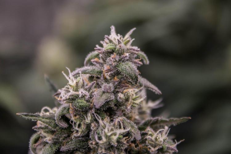 Banana Purple Punch Auto. Week 9