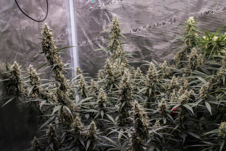 😈 Dark Devil Auto (Sweet Seeds). Week 9