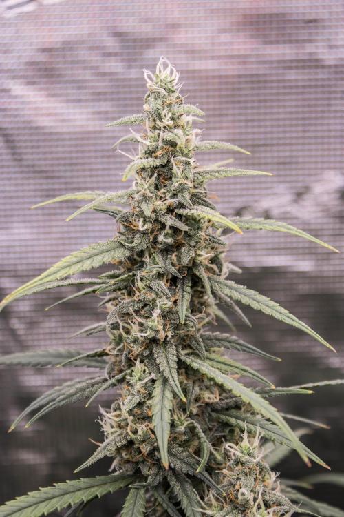 😈 Dark Devil Auto (Sweet Seeds). Week 9