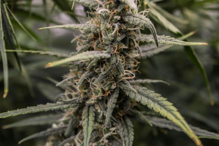 😈 Dark Devil Auto (Sweet Seeds). Week 9