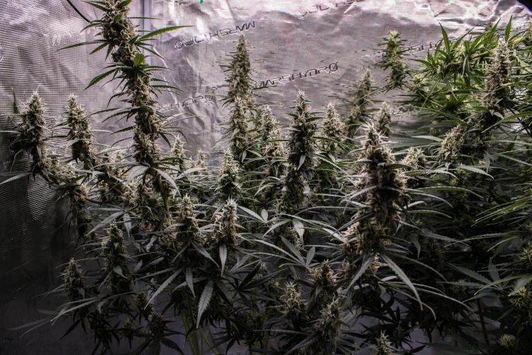 😈 Dark Devil Auto (Sweet Seeds). Week 9