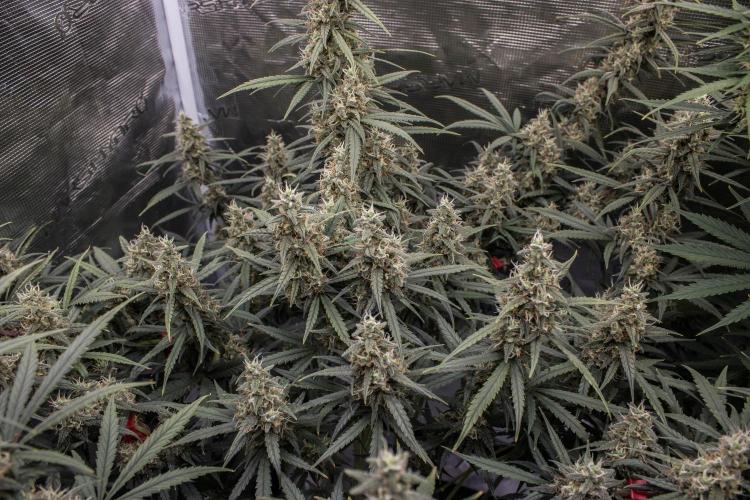 😈 Dark Devil Auto (Sweet Seeds). Week 9