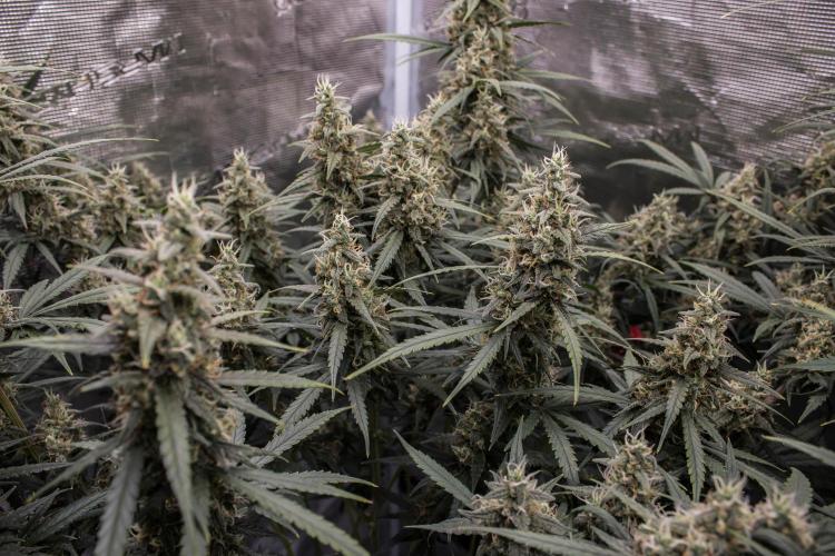 Dark Devil Auto. Week 9