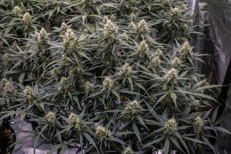 Jet Fuel Gelato Auto by Ganjafarmer. Week 9