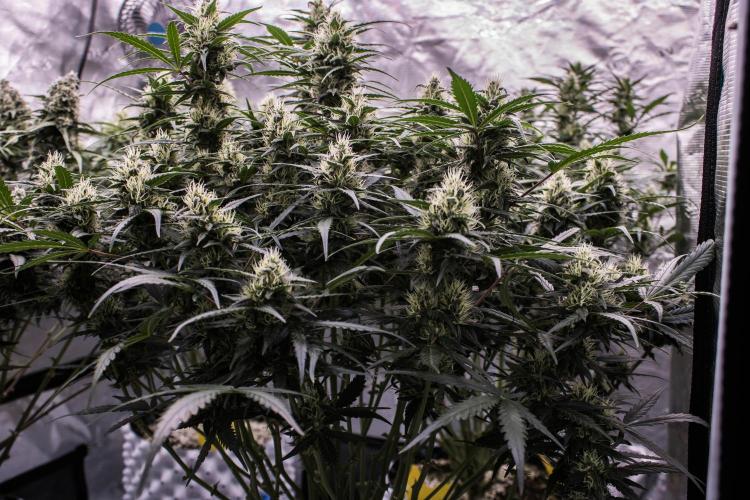 Jet Fuel Gelato Auto by Ganjafarmer. Week 9