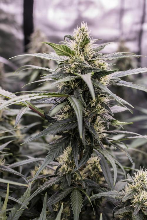 Jet Fuel Gelato Auto by Ganjafarmer. Week 9