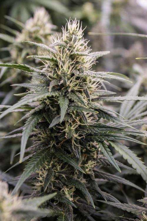 Jet Fuel Gelato Auto by Ganjafarmer. Week 9