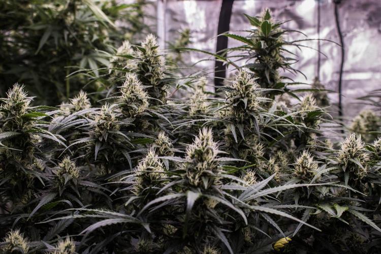 Jet Fuel Gelato Auto by Ganjafarmer. Week 9