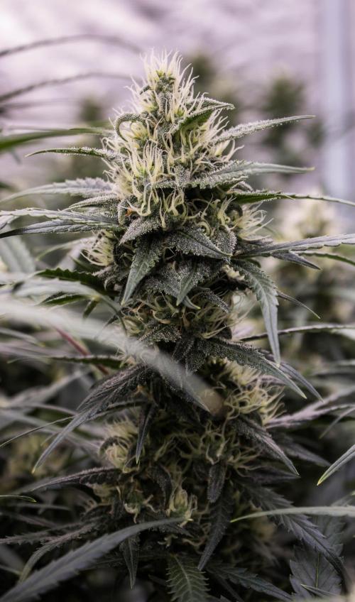 Jet Fuel Gelato Auto. Week 9