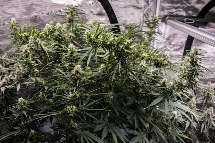 Pineapple Sunrise Auto by Ganjafarmer. Week 9