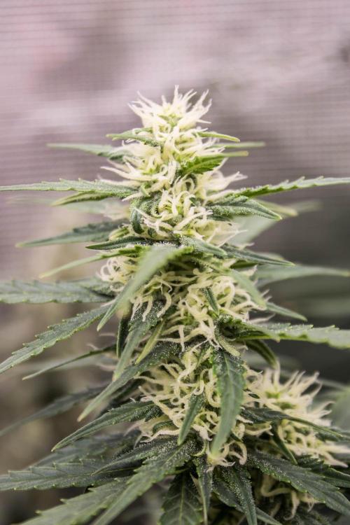 Pineapple Sunrise Auto by Ganjafarmer. Week 9
