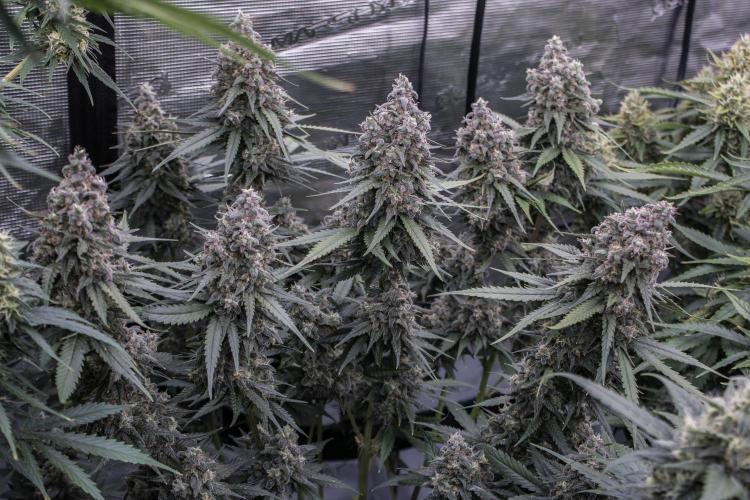 🥊 Banana Purple Punch Auto (Fastbuds). Week 10