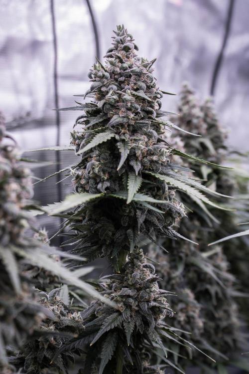 🥊 Banana Purple Punch Auto (Fastbuds). Week 10