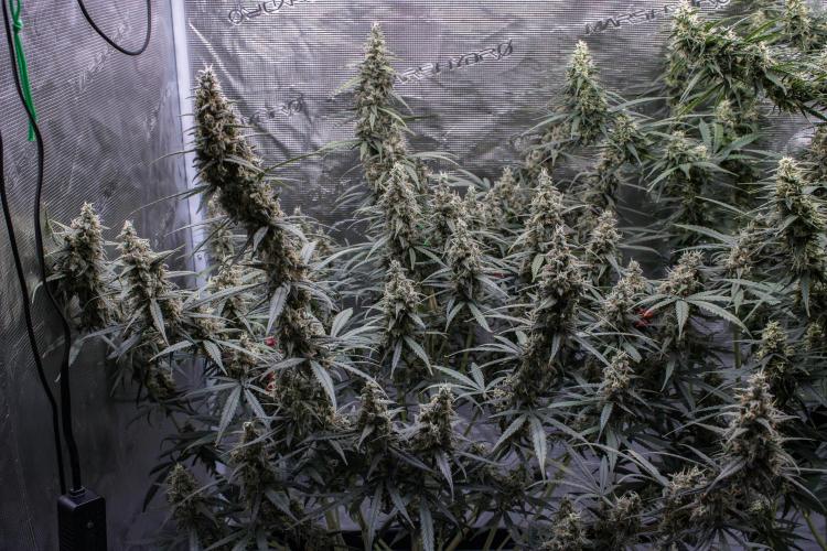 😈 Dark Devil Auto (Sweet Seeds). Week 10