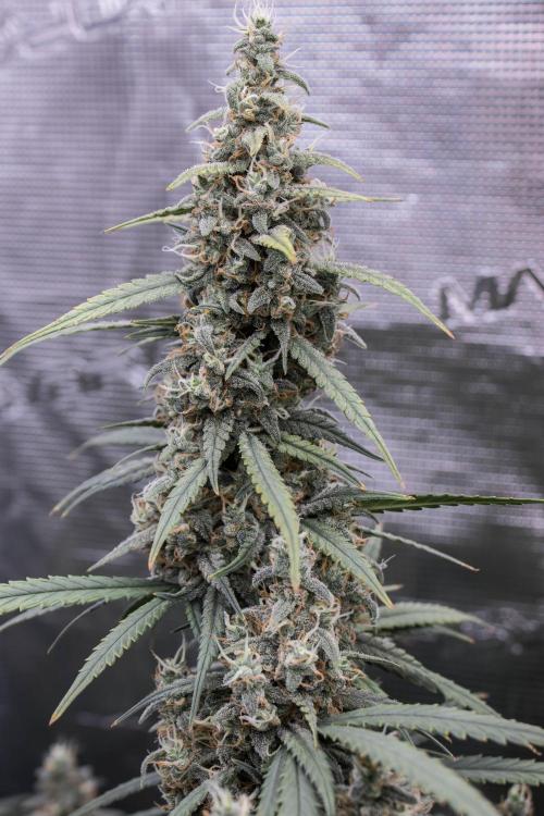 😈 Dark Devil Auto (Sweet Seeds). Week 10