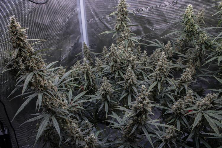 😈 Dark Devil Auto (Sweet Seeds). Week 10