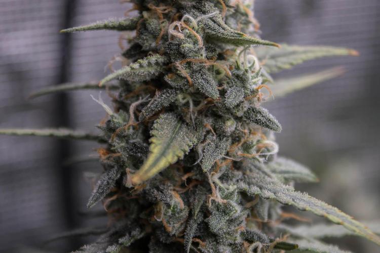 😈 Dark Devil Auto (Sweet Seeds). Week 10