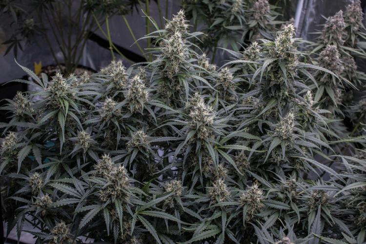 Jet Fuel Gelato Auto by Ganjafarmer. Week 10