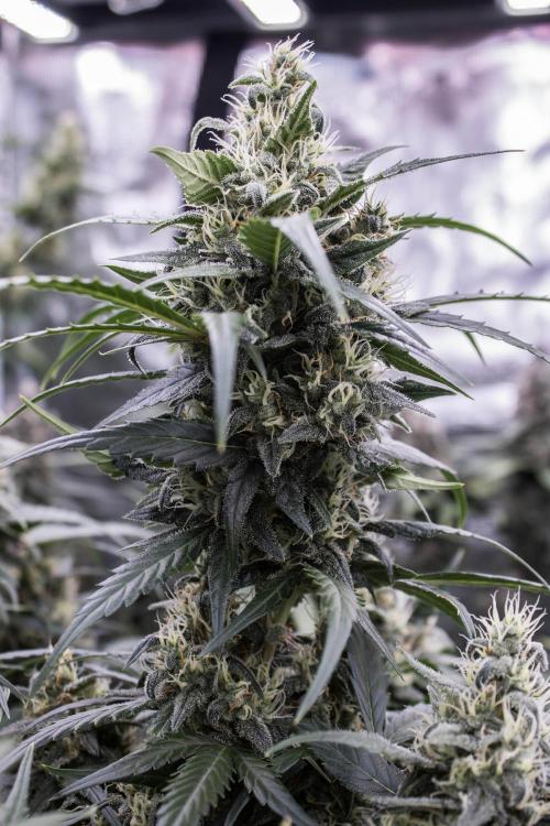 Jet Fuel Gelato Auto by Ganjafarmer. Week 10