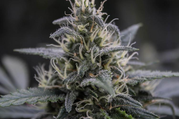 Jet Fuel Gelato Auto by Ganjafarmer. Week 10