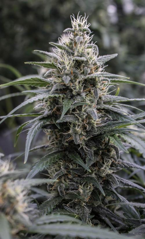 Jet Fuel Gelato Auto by Ganjafarmer. Week 10