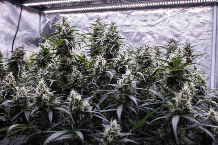 Jet Fuel Gelato Auto by Ganjafarmer. Week 10