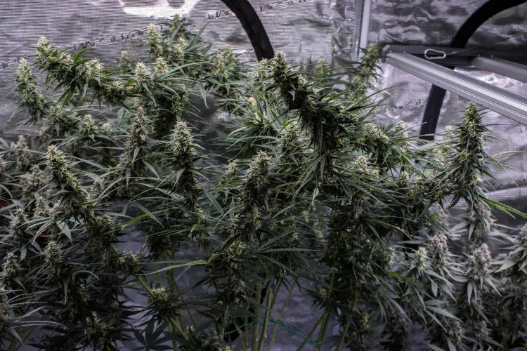 Pineapple Sunrise Auto by Ganjafarmer. Week 10