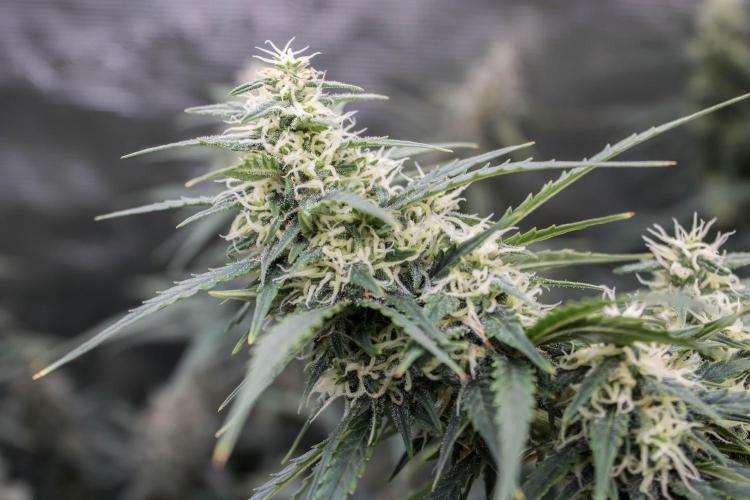 Pineapple Sunrise Auto by Ganjafarmer. Week 10
