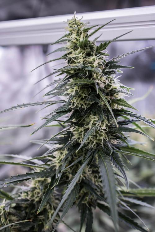 Pineapple Sunrise Auto by Ganjafarmer. Week 10