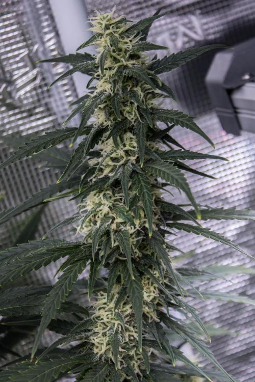 Pineapple Sunrise Auto by Ganjafarmer. Week 10
