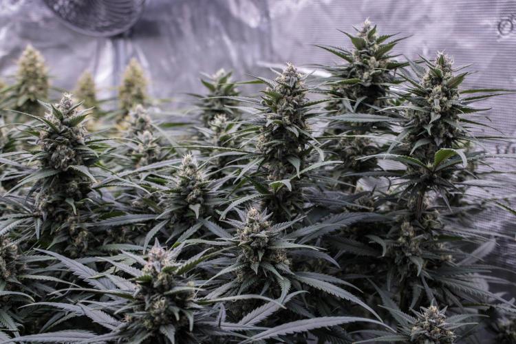 Strawberry Gorilla from Fastbuds. Week 9