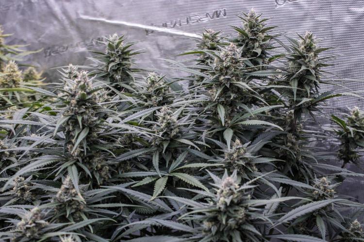 Strawberry Gorilla from Fastbuds. Week 9