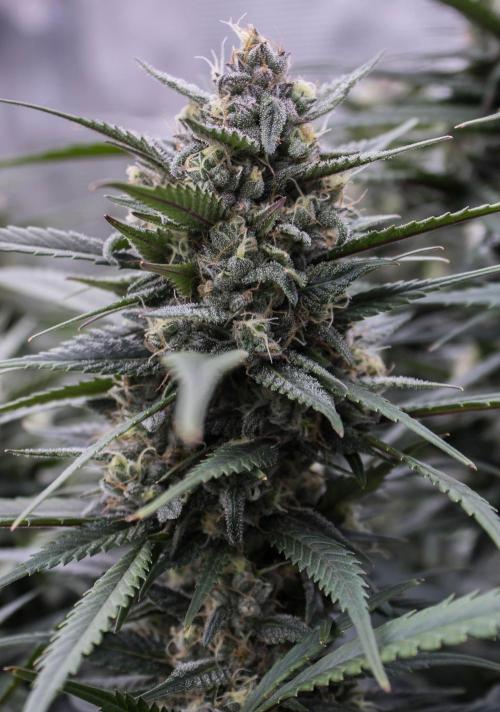 Strawberry Gorilla from Fastbuds. Week 9
