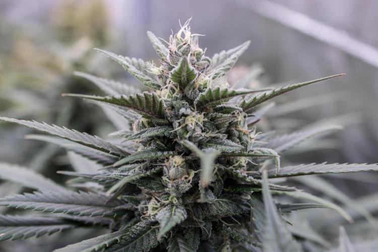 Strawberry Gorilla from Fastbuds. Week 9