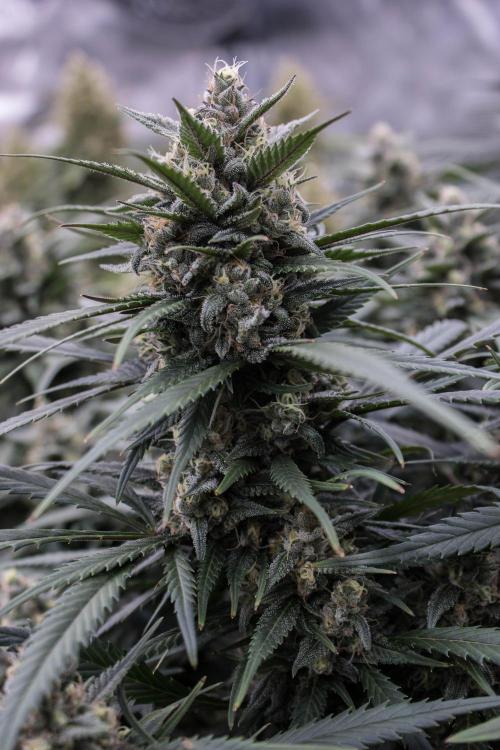 Strawberry Gorilla from Fastbuds. Week 9